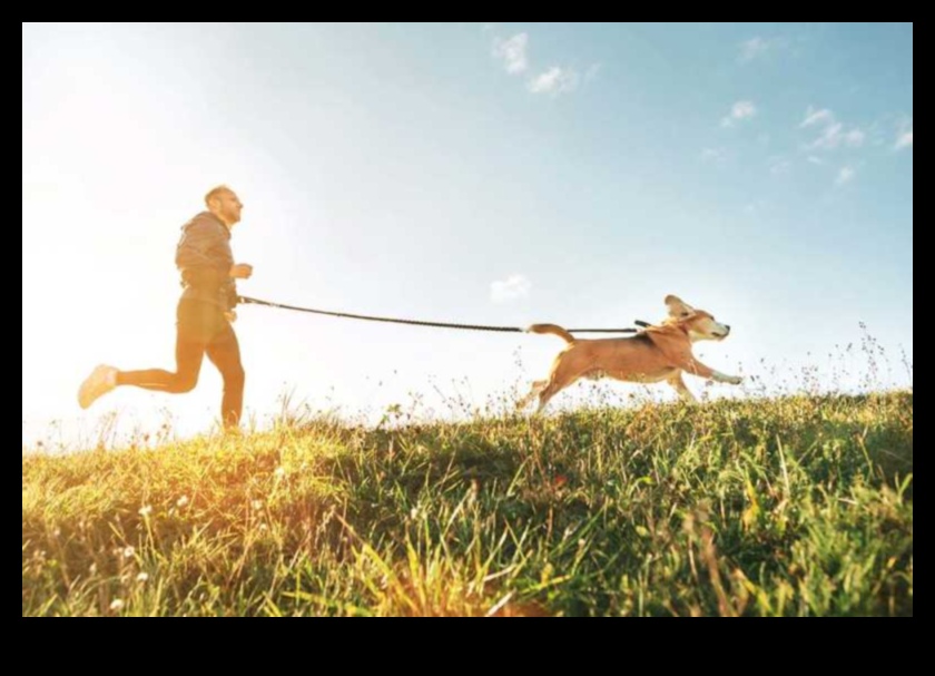 Köpek Kardiyo: Eğlenceli Egzersizlerle Köpeğinizi Formda Tutmak