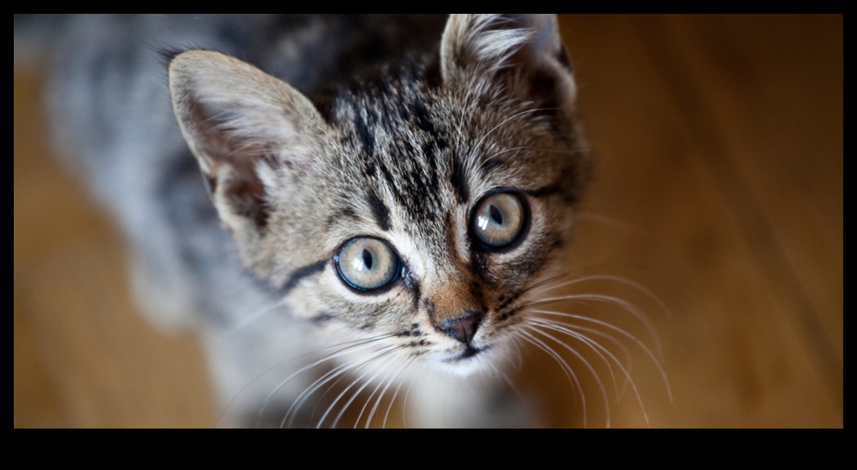 Kedi Sınıfı: Bir Kedi Arkadaşıyla Yaşamak İçin Görgü Kuralları İpuçları