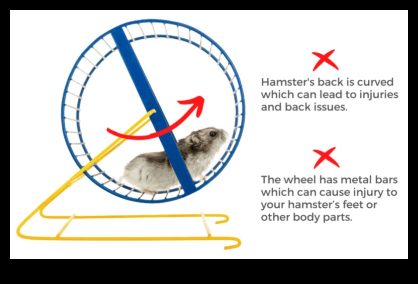 Hamster Çarkı Güvenliği Devamı: Yaygın Endişelerin ve Yanılgıların Ele Alınması