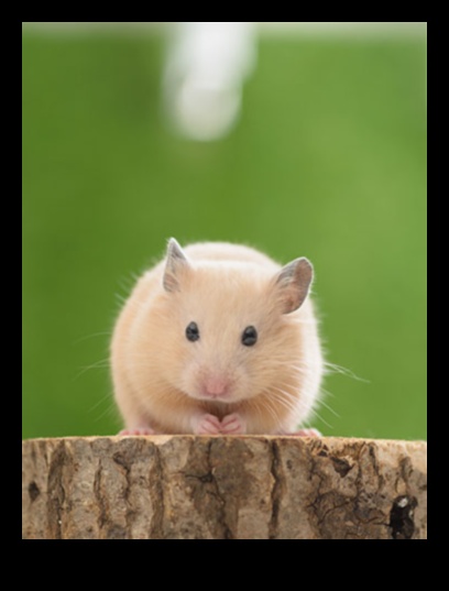 Hamster Davranış Sorunları Devamı: Yaygın Sorunlara Çözümler