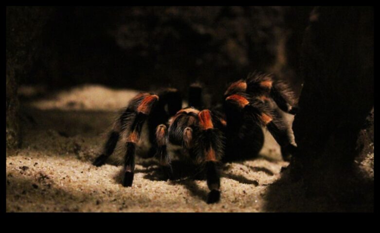 Evcil Tarantula ve Örümceklerin Bakımını Yapan Perdeli Harikalar