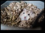 Hamster Davranış Sorunları Yaygın Karşılaşılan Sorunlara Çözümler